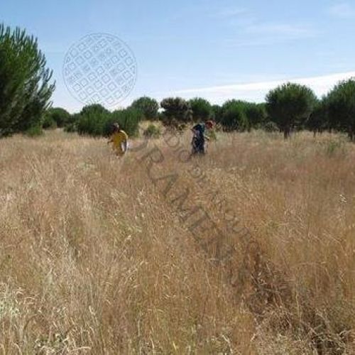 Prospección para GEIMSA, Simanca, Valladolid